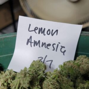 Kjøp Lemon Haze Cannabis mot kroniske smerter norge
