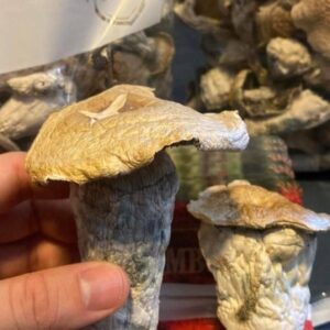 kjøp psykedeliske sopper i Norge